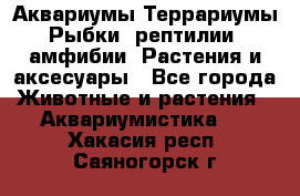 Аквариумы.Террариумы.Рыбки, рептилии, амфибии. Растения и аксесуары - Все города Животные и растения » Аквариумистика   . Хакасия респ.,Саяногорск г.